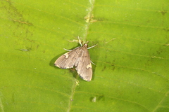 Deuterophysa