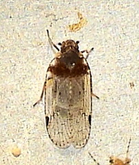 Cixius stigmatus