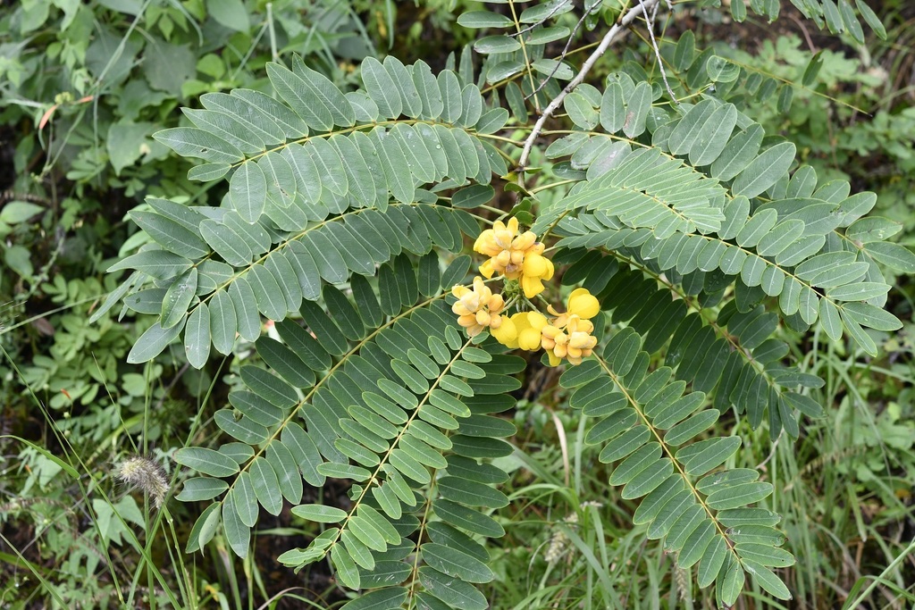 Điệp vàng – Senna spectabilis