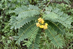 Senna spectabilis