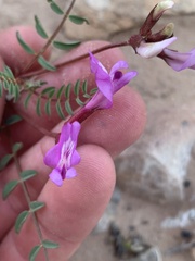 Astragalus preussii