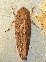 Paraphlepsius