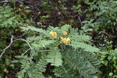 Senna spectabilis