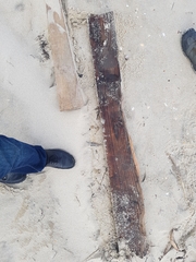 Eurynebria complanata