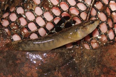 Etheostoma flabellare