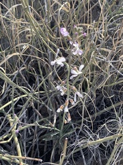 Boechera