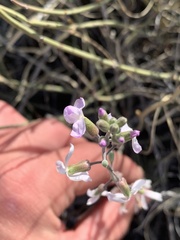 Boechera