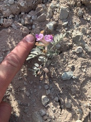 Astragalus amphioxys