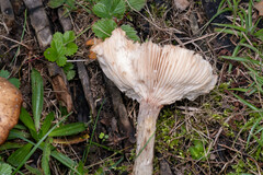 Physalacriaceae