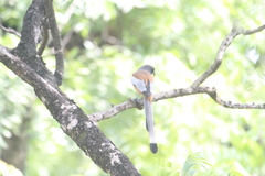 Dendrocitta vagabunda