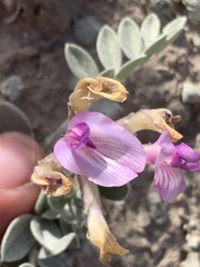 Astragalus amphioxys