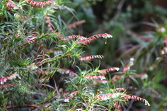 Dracophyllum secundum