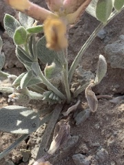 Astragalus amphioxys