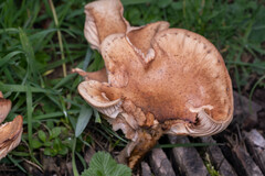 Physalacriaceae