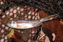 Clinostomus funduloides