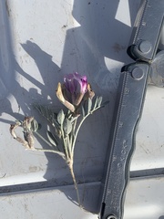 Astragalus amphioxys