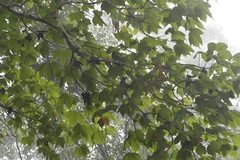 Gyrocarpus mocinoi