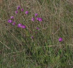 Senecio speciosus