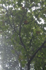 Gyrocarpus mocinoi