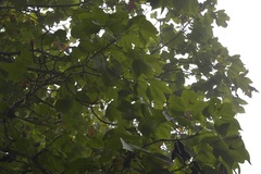Gyrocarpus mocinoi