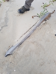 Eurynebria complanata