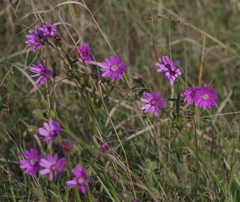 Senecio speciosus