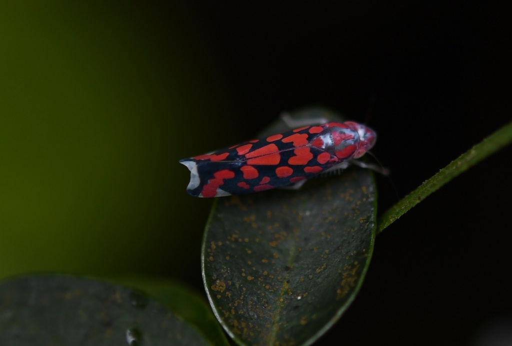 Ladoffa tsibi