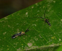 Thyrsophorinae