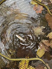 Clinostomus funduloides