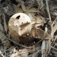 Myriostoma coliforme