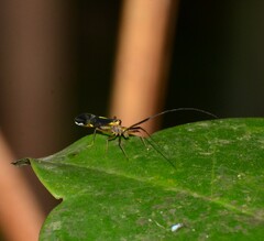 Thyrsophorinae