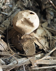 Myriostoma coliforme