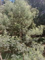 Acacia dealbata