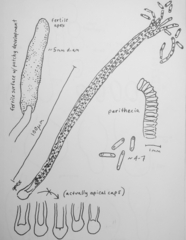 Ophiocordyceps melolonthae