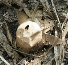 Myriostoma coliforme