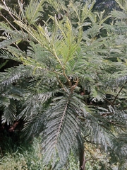Acacia dealbata