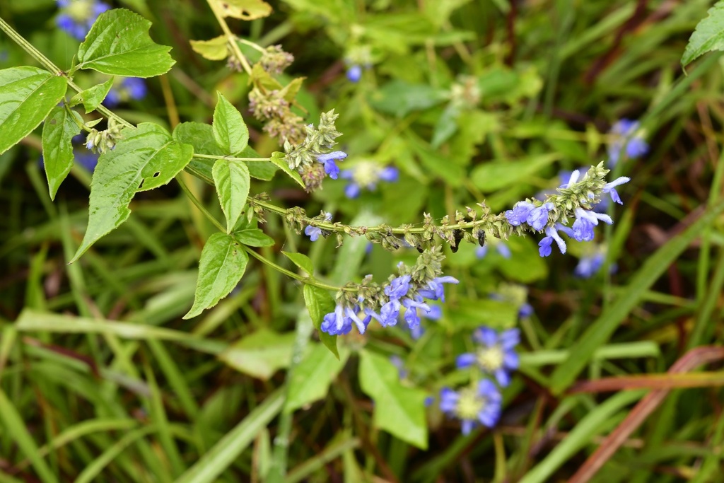 Salvia connivens; photograph (c) Neptalí Ramírez Marcial, some rights reserved (CC BY)