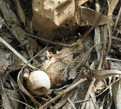 Myriostoma coliforme