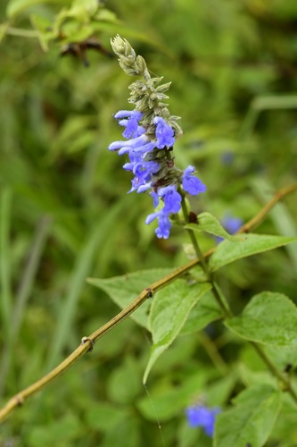 Salvia connivens, photograph 3