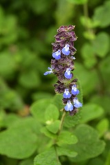 Salvia mocinoi