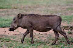 Phacochoerus africanus massaicus