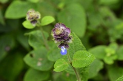Salvia mocinoi