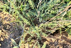 Tanacetum achilleifolium