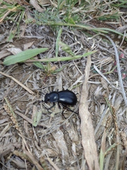Tenebrionidae