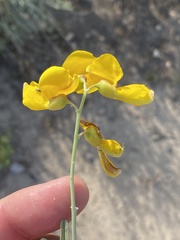 Calobota cytisoides