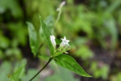 Spigelia humboldtiana