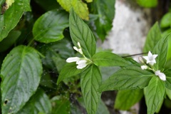 Spigelia humboldtiana