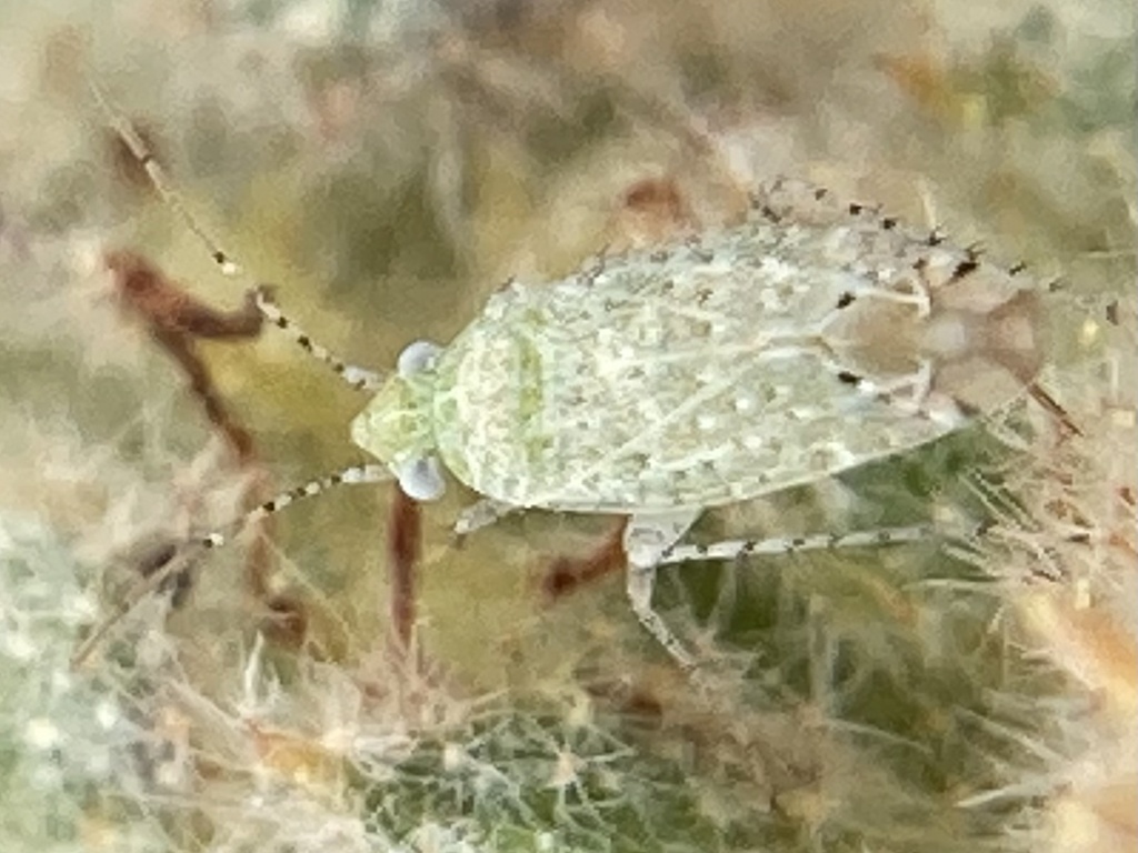 cotton fleahopper