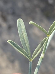 Calobota cytisoides