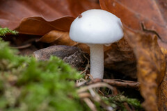 Hygrophorus eburneus